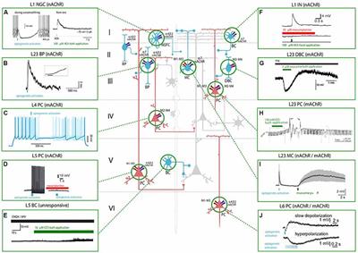 Cellular, Synaptic and Network Effects of Acetylcholine in the Neocortex